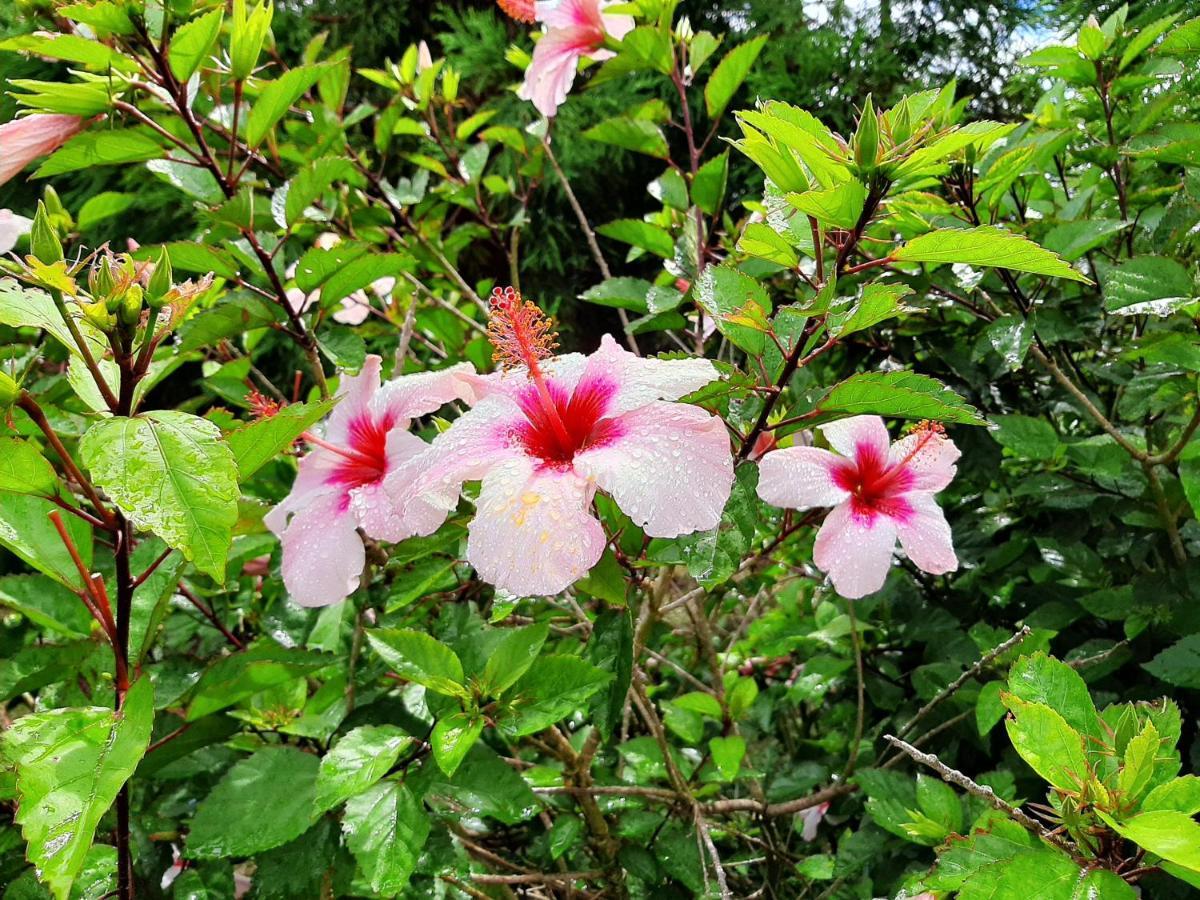 Quinta Das Primas Lomba  ภายนอก รูปภาพ